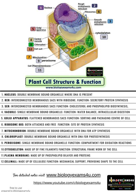 plant cell structure  function biology notes science notes study biology cell biology
