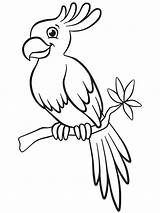 Malvorlage Papagei Papagai Malvorlagen Ausmalen Ausmalbild Drucken Beliebte sketch template