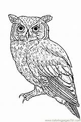 Owl Coloring Pages Realistic Eastern Printable Print Color Birds Getcolorings sketch template