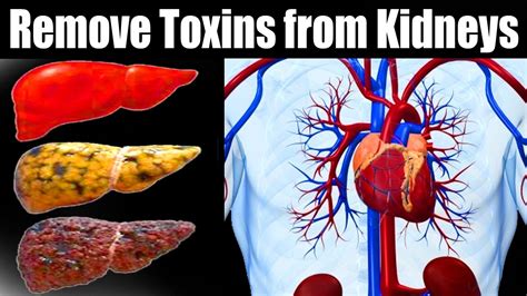 cleanse  liver remove toxins   kidneys  liver