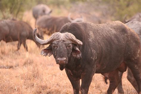 buffalo samuelrodgers flickr