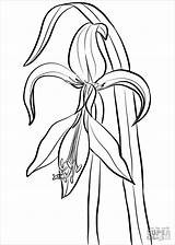 Coloring Amaryllis Jacobean Pages Coloringbay Printable Categories sketch template