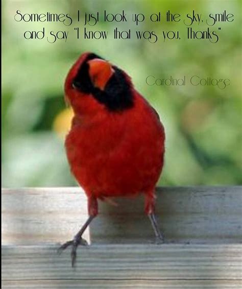cardinals beautiful birds cardinal birds meaning bird pictures