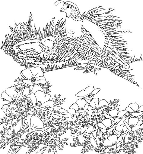 gif  bird coloring pages animal coloring pages