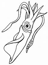 Squid Calamaro Tintenfisch Colorare Ausmalbilder Disegni Manatee Molluschi Animali Malvorlagen sketch template