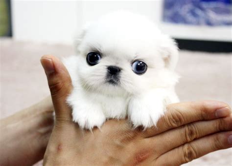 teacup puppy breeds  pictures