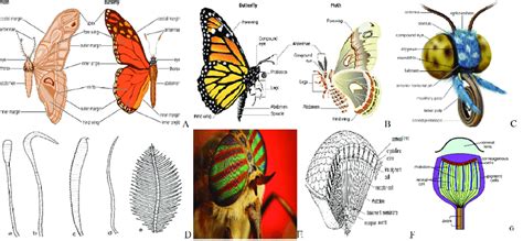 diagram labelled diagram  mouth part  butterfly mydiagramonline