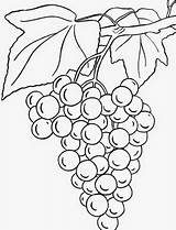 Anggur Mewarnai Buah Baik Kawan Manfaat Pembaca Tumbuhan sketch template