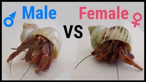 female hermit crabs   big claw  animalia lifeclub