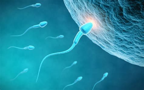 Understanding Fertility And Infertility Pregnancy Birth And Beyond