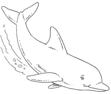 dolphin coloring pages  print dolphin middot whales coloring