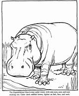 Hippo Raisingourkids Hippopotamus Mewarnai Kudanil Rhinoceros sketch template