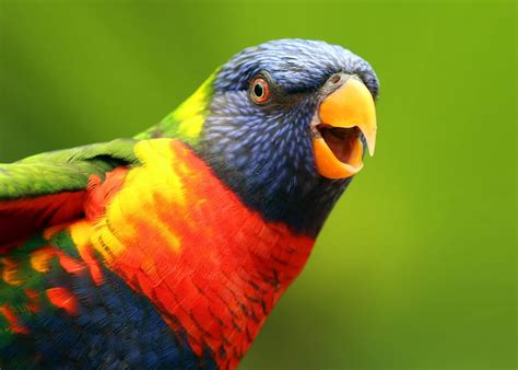 colorful birds   planet    find  justbirdingcom