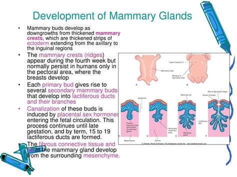 ppt mammary gland powerpoint presentation free download id 643207