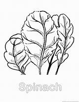 Spinach Coloring Vegetable Pages Designlooter 28kb 930px Zoom Print sketch template