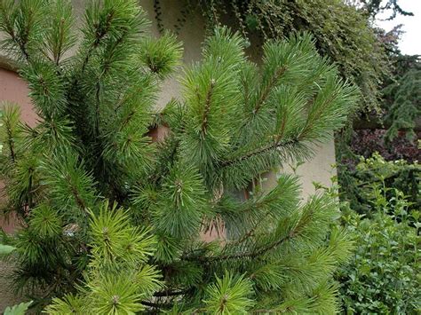 Hotel resort giardino dei pini con centro benessere si trova a posto rosso, marina di alliste nel salento sulla litoranea fra ugento e gallipoli . Pino nano - Pinus pumila - Giardinaggio.mobi