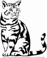 Katzen Malen Tiere Ausmalbilder Malvorlagen sketch template