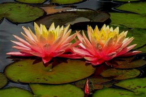create  lily pond water garden advice