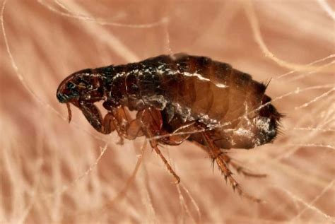 fleas survive  house  pets pets retro