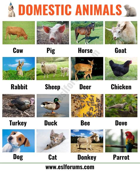 list  animals  big lesson  animal names   pictures esl