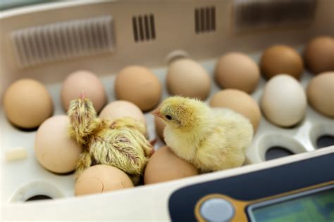 Incubation Des œufs De Poules Et Doie – Guide Expondo Fr