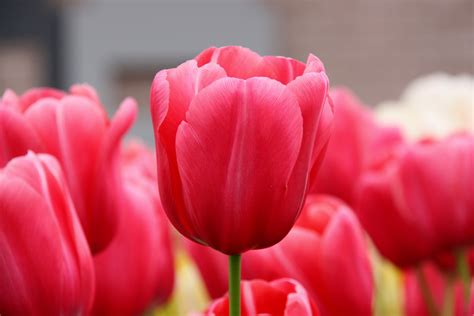 filepink tulips jpg wikimedia commons