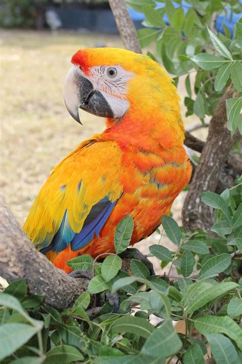 camelot macaws beatutiful patrrots pinterest beautiful