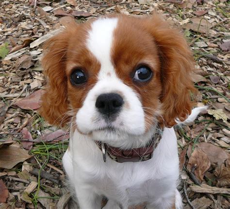 puppy care center cavalier king charles spaniel puppy care center   dog breed   full