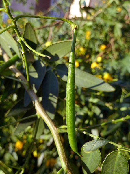 Photo Of The Seed Pods Or Heads Of Tree Senna Senna Corymbosa Posted