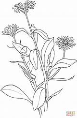 Marigold Coloring Pages Drawing Flower Supercoloring Marigolds Valley Color Stamps Drawings Simple Lili Printable Line Categories sketch template
