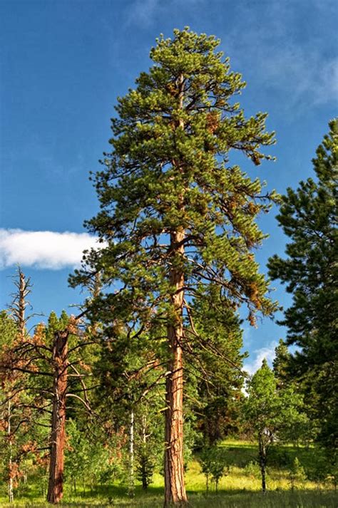 pine trees grow