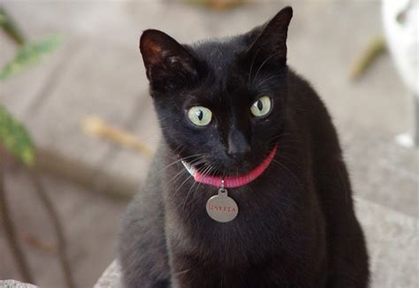 el blog de los gatitos especial de gatos negros