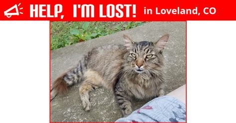 Lost Cat Loveland Colorado Beauty