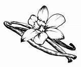 Vanilla Flower Drawing Clipartmag sketch template