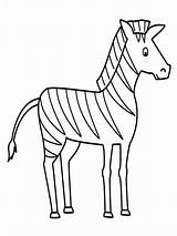 Zebra Coloring Drawing Pages Easy Sketch Outline Line Simple Animal Animals Kids Printable Gambar Mewarnai Stripes Without Color Drawings Print sketch template