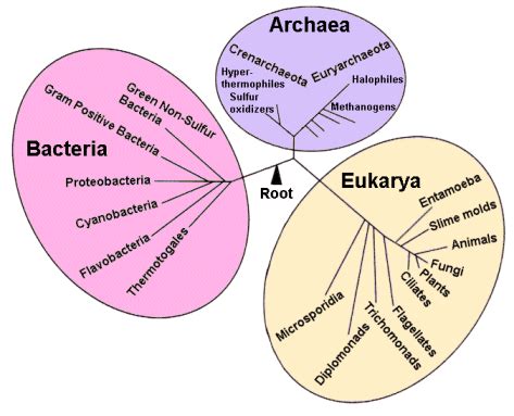 confused   wording  bacteria   domain