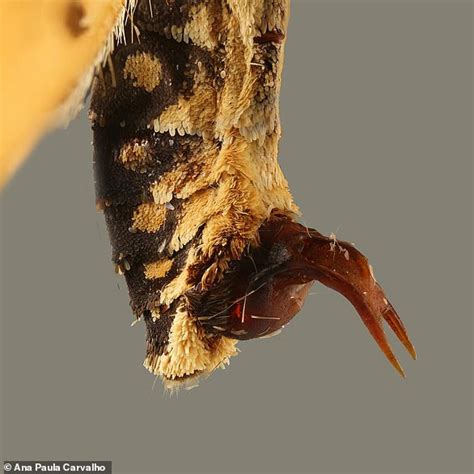 Jealous Male Butterflies Mark Their Mates With Repulsive Smell