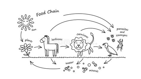animal food chain stock illustrations  animal food chain stock