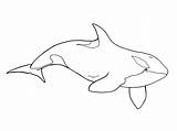 Whale Orca Clipart Outline Sketch Killer Drawing Kids Cliparts Clip Coloring Drawings Color Library Paintingvalley Killerwhale Collection Cartoon Gclipart sketch template
