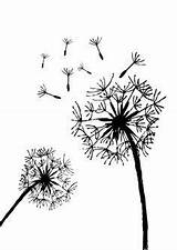 Dandelion Brandmalerei Puff Burning Szuflada Grafika Printables Fleurs Malvorlagen Schablonen Fabelwesen Muster Drachen Herunterladen sketch template