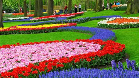 incredible pictures flowers