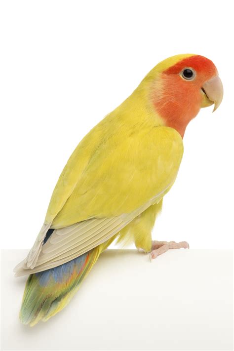 Peach Faced Lovebird Health Personality Colors And