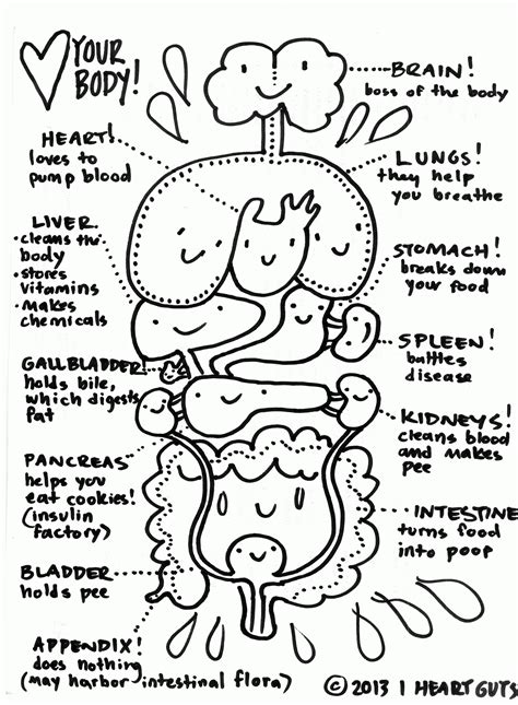 preschoolers coloring pages   human body