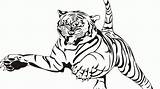 Amur Tiger Coloring 430px 39kb sketch template