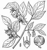 Pnd Lvd Namethatplant Usda Nrcs Database Plants Britton 1913 Brown sketch template