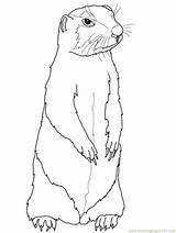 Prairie Dog Coloring Drawing Pages Gopher Groundhog Sketch Printable Print Getdrawings Supercoloring Sheets Paintingvalley Color Colorings Animal Animals Squirrel Ground sketch template