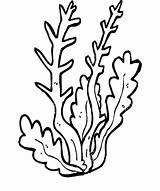 Kelp Drawing Clipartmag Coloring Pages sketch template