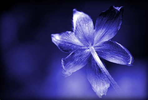 die blaue blume der romantik foto bild pflanzen pilze flechten