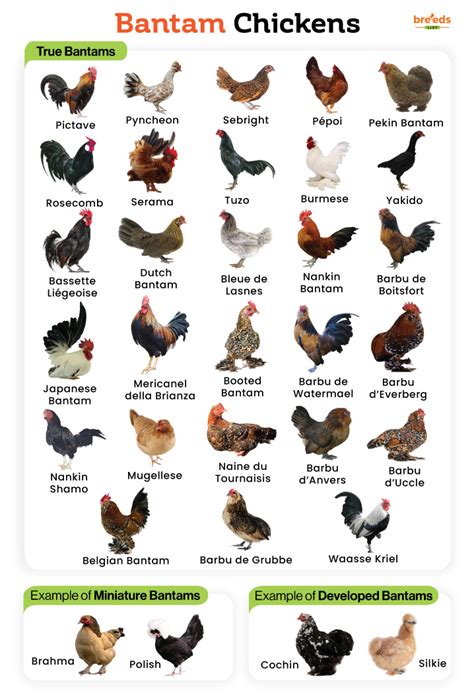 bantam chickens facts list pictures