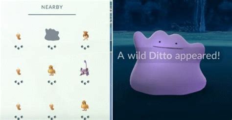 Teoría Por Que Ditto No Aparece En Pokémon Go •pokémon